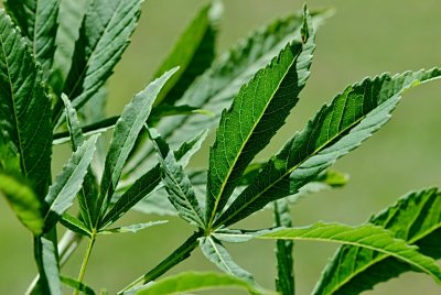 Aesculus hippocastanum 'Digitata' - jírovec maďal - list